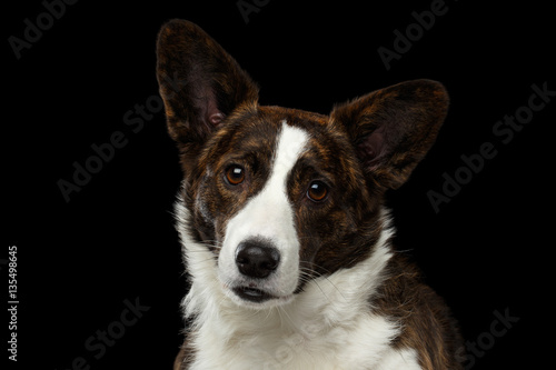 Close-up portrait of Brown with white Welsh Corgi Cardigan Dog, Curious face looking in camera on Isolated Black Background, front view
