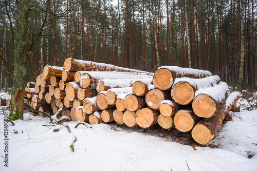drewno w lesie pokryte śniegiem