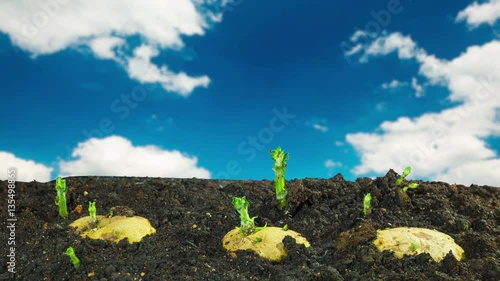 Rapidly growing potatoes, time-lapse with clouds