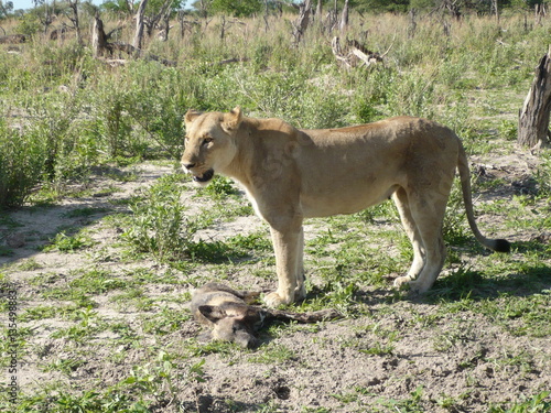 Lioness watching over ded wild dog