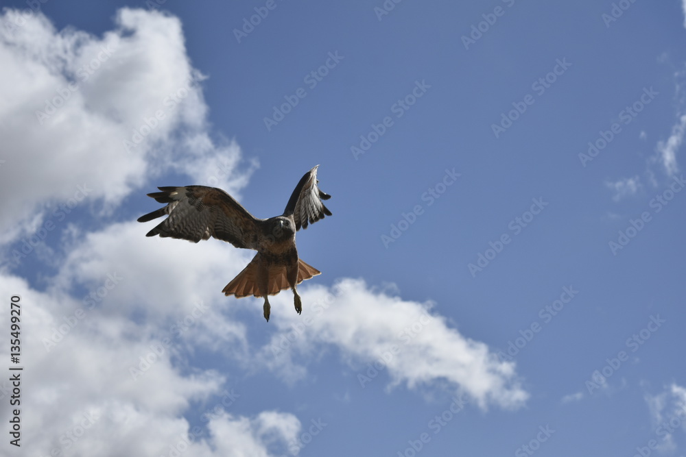 Fototapeta premium Red-tail hawk in flight with clouds