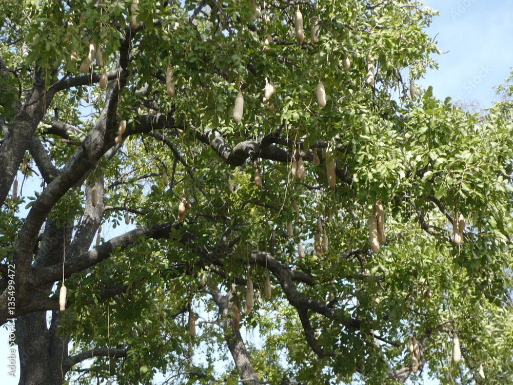 Sausage tree in Africa Sausage tree in Africa
