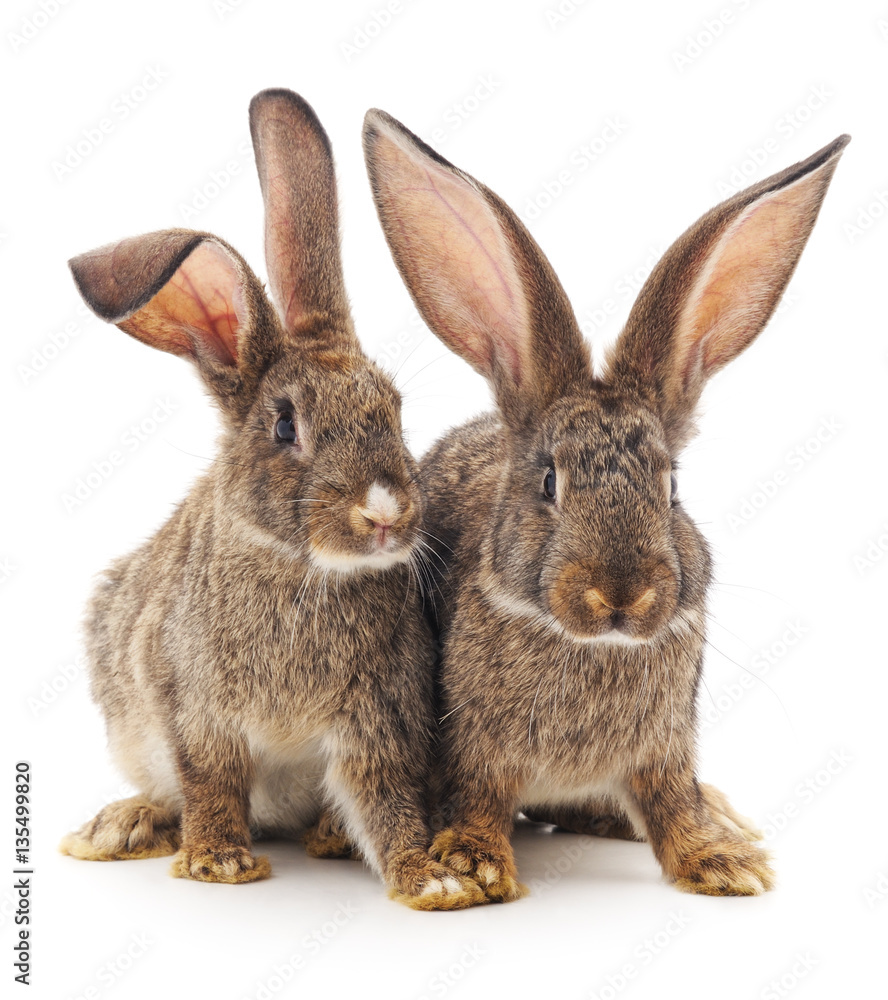 Two rabbits. Two rabbits.
