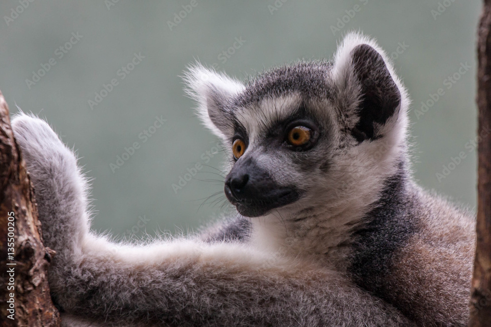 Portrait of a Lemur Portrait of a Lemur