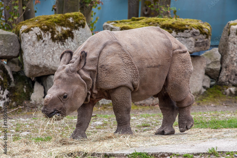 Fototapeta premium Photo of Rhino baby