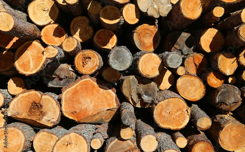 pile of wood with large logs cut by loggers in the mountains