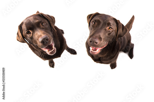 Two brown labrador retriever sitting facing the camera seen from above isolated on a white background