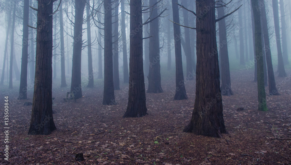forest covered by mist. Sintra Mountains in Portugal forest covered by mist. Sintra Mountains in Portugal