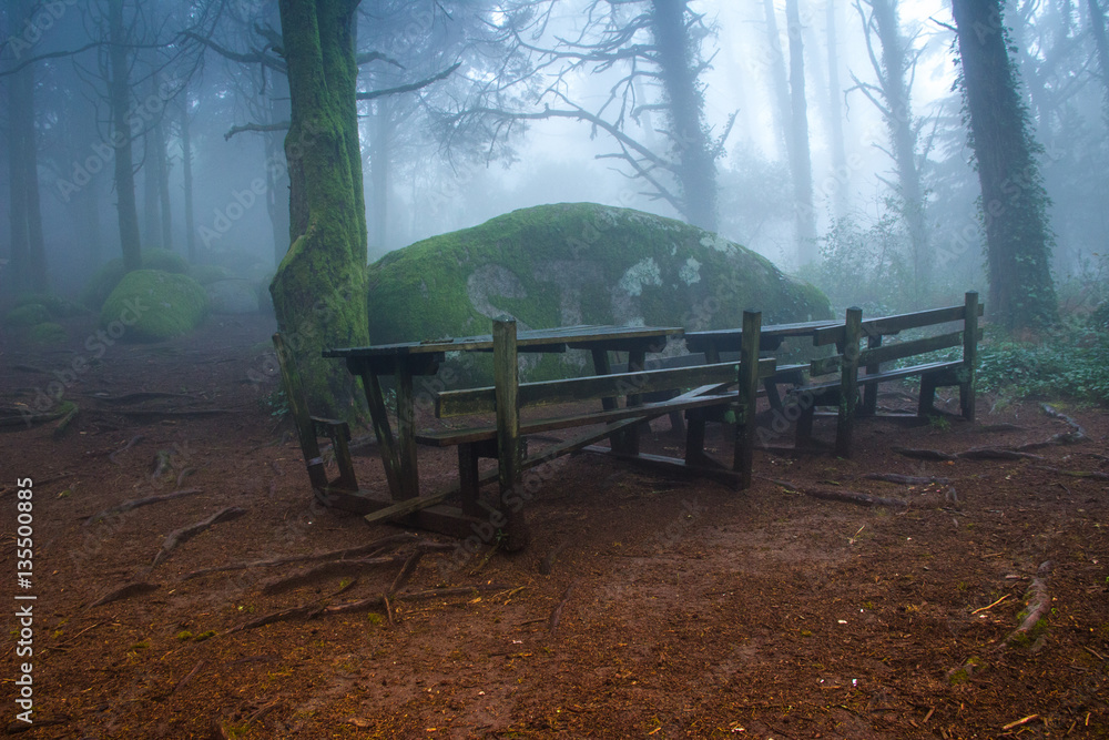 forest covered by mist. Sintra Mountains in Portugal