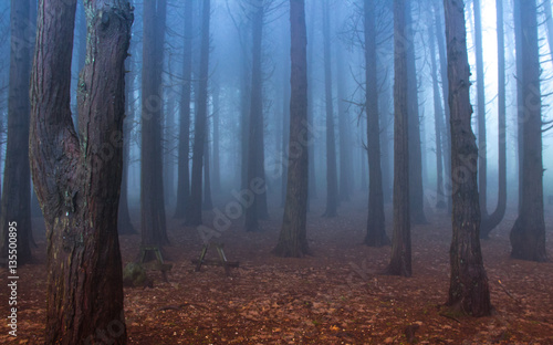 Forest covered by mist in Amazing winter day. Sintra Mountains in Portugal