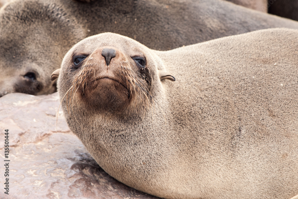Close-up view of brown fur seal, Cape Cross Colony, Skeleton Coast, Namibia, Africa. Close-up view of brown fur seal, Cape Cross Colony, Skeleton Coast, Namibia, Africa.