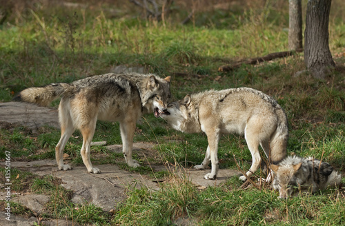 Timber wolves or Grey Wolf  Canis lupus  on rocky cliff in autumn in Canada