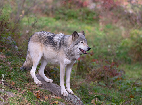 Timber wolf standing on a rocky cliff in autumn in Canada