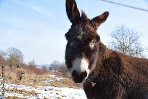 Ein schöner junger  Esel schaut dich fragend an und er lebt im freien  kalten Winter auf einer Weide und geniest die wärmende Sonne.