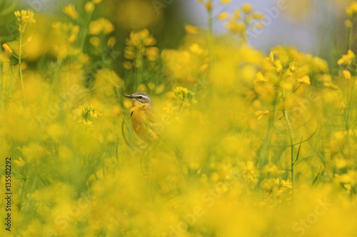 yellow bird of  flowers © drakuliren