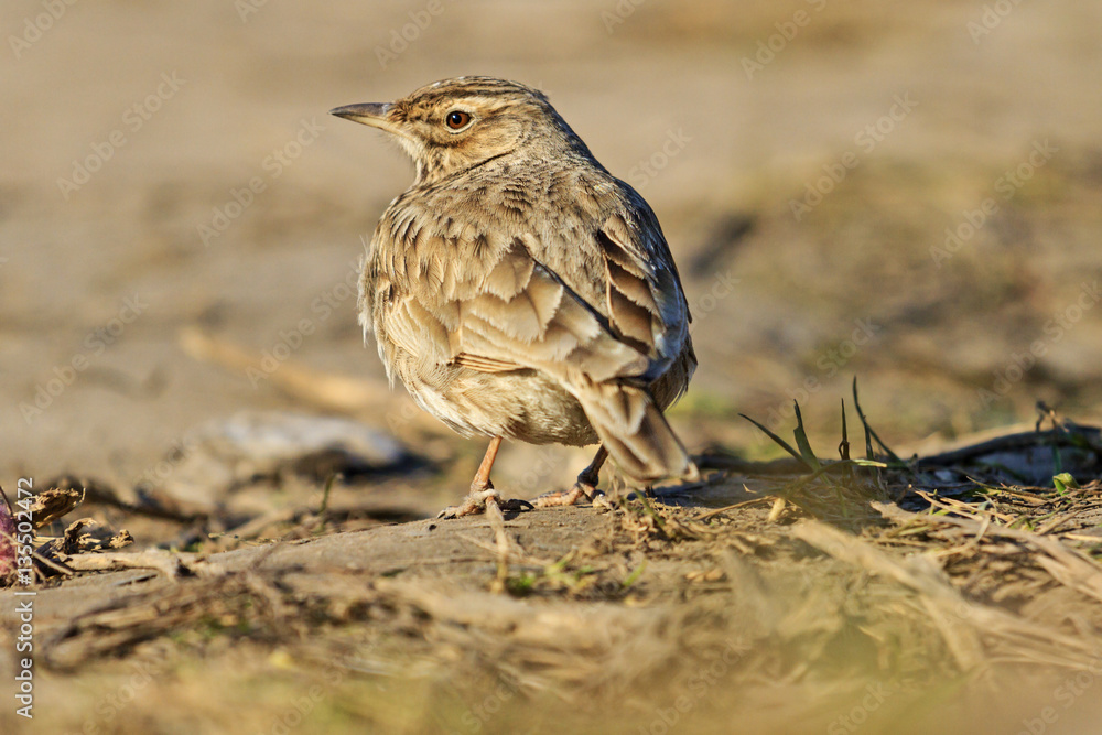 Fototapeta premium crest lark at sunset is among dry grass