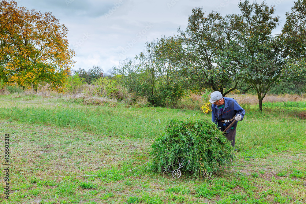 Farmer in old clothes mows grass in the field Farmer in old clothes mows grass in the field