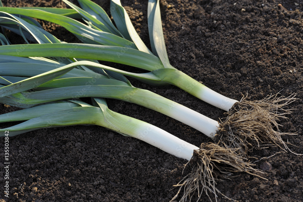 Leeks