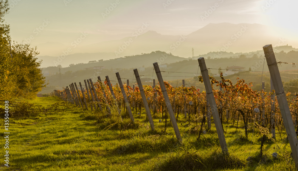 Obraz premium View of vineyards in autumnal colors ready for harvest and production of wine.