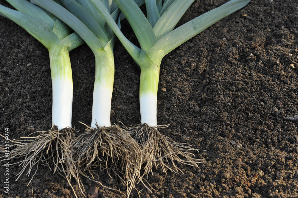 Leeks