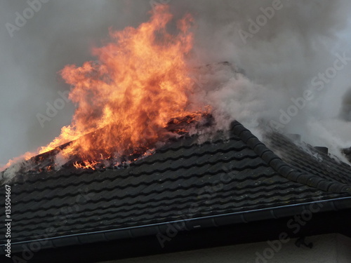 Wallpaper Mural Dachbrand Torontodigital.ca