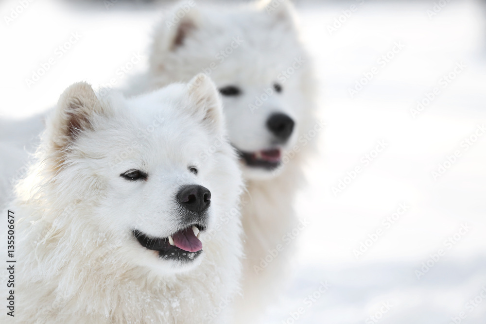 Cute samoyed dogs outdoors on winter day Cute samoyed dogs outdoors on winter day