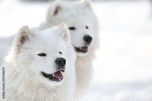 Cute samoyed dogs outdoors on winter day