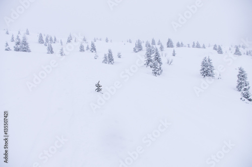 The tip of a pine emerges from meters of snow. The landscape is all white because of the snow and the snowfall in progress. There are some pine and a lot of snow