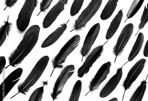 Raven feathers on white background