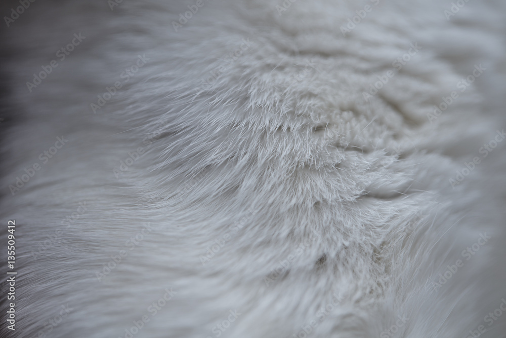 Fototapeta premium Soft cat fur close up macro