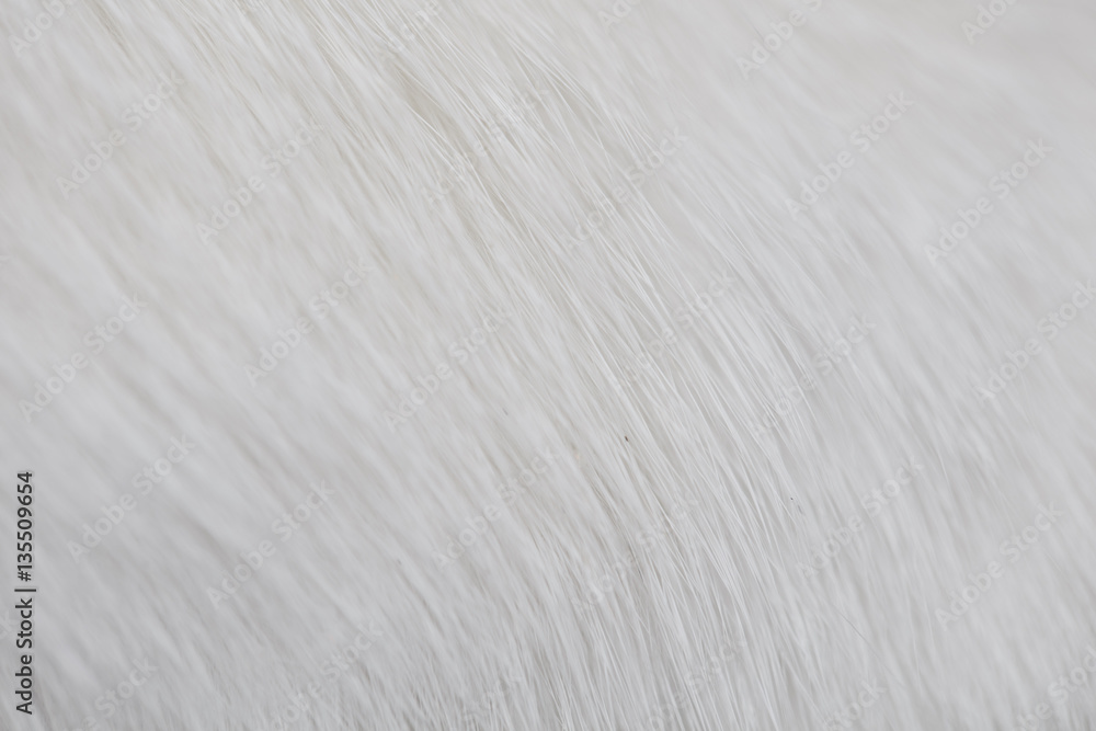 Cat fur white macro Cat fur white macro