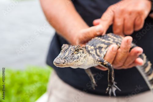 Baby alligator held by big hands in New Orleans bayou swamp
