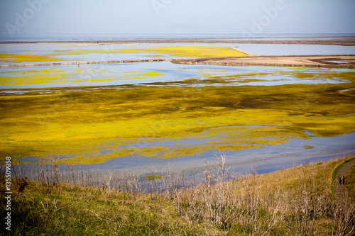 Wetland in California with dry grasses and colorful algae