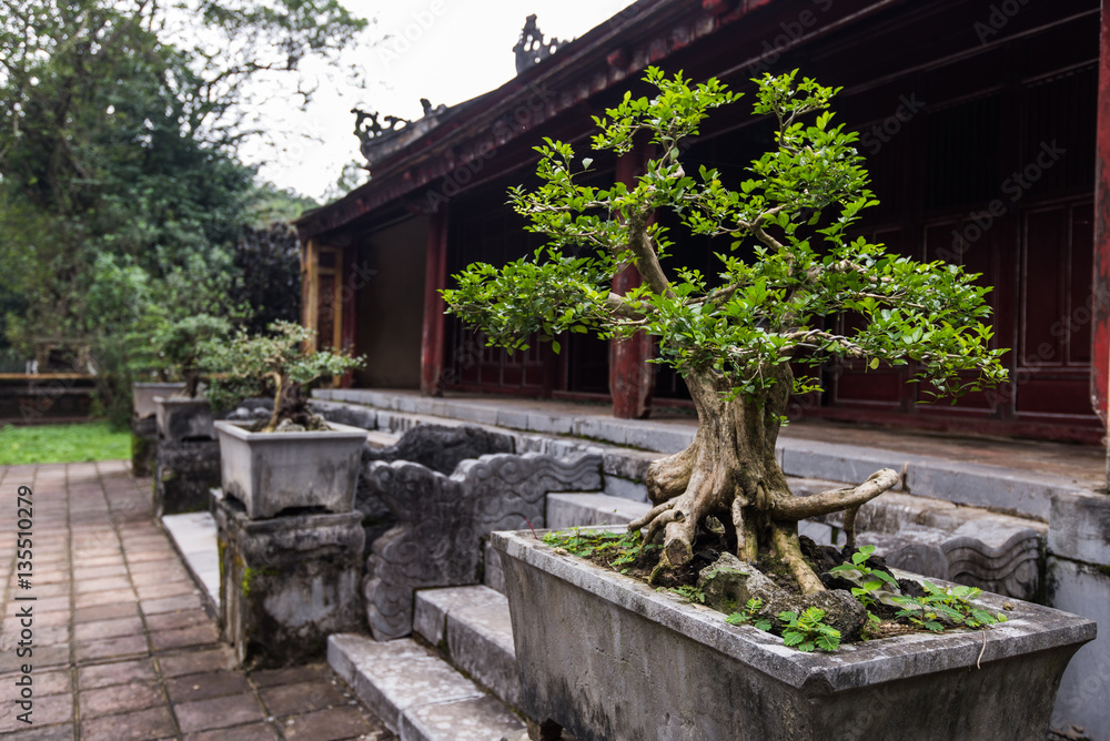Obraz premium bonsai trees aligned in a row - selective focus on first one
