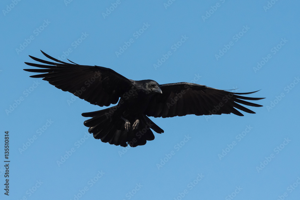 Obraz premium Carrion Crow, Crow, Corvus Corone