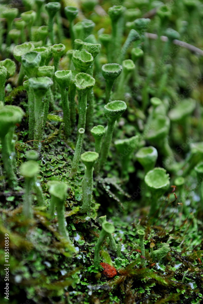 Chrobotek strzępiasty - Cladonia fimbriata Chrobotek strzępiasty - Cladonia fimbriata