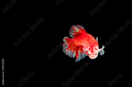 Betta fish, moving moment of Siamese fighting fish isolated on b