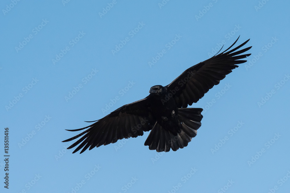 Fototapeta premium Carrion Crow, Crow, Corvus Corone