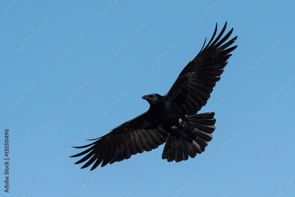 Naklejka premium Carrion Crow, Crow, Corvus Corone