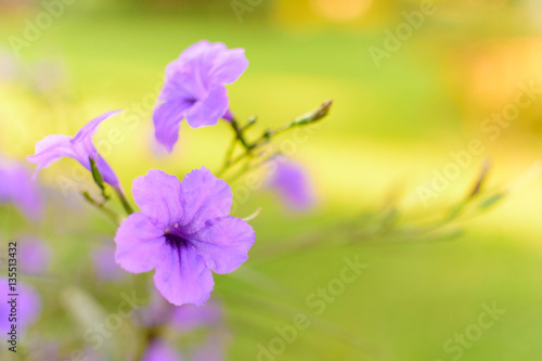Purple Pink Flower Selective Focus Blur Background