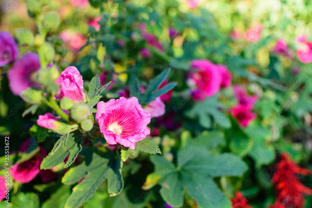 Pink Flower Selective Focus Blur Background Pink Flower Selective Focus Blur Background