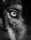 Eye of iberian wolf (Canis lupus signatus)