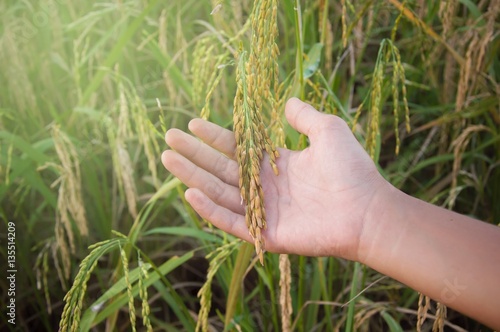 Close up of woman's hand touching a young rice in the rice field