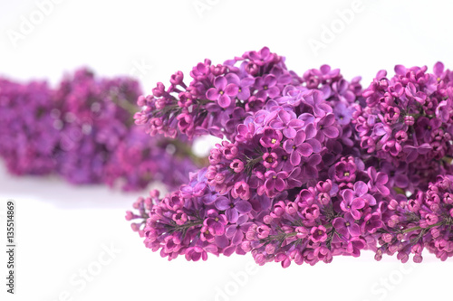 Closeup of purple lilac isolated on white background