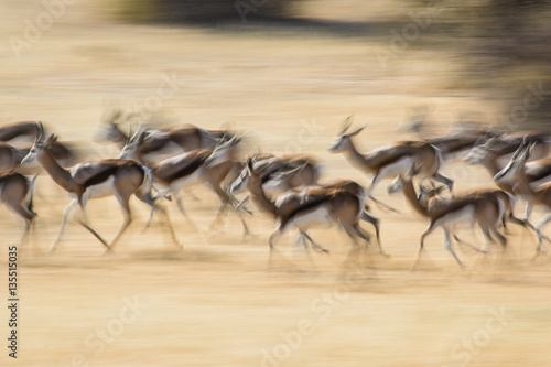 Motion blur of a herd of springboks © 2630ben