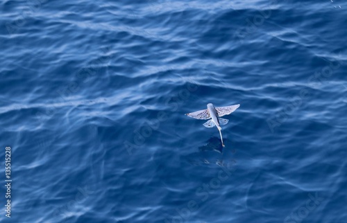 Photo Flying Fish