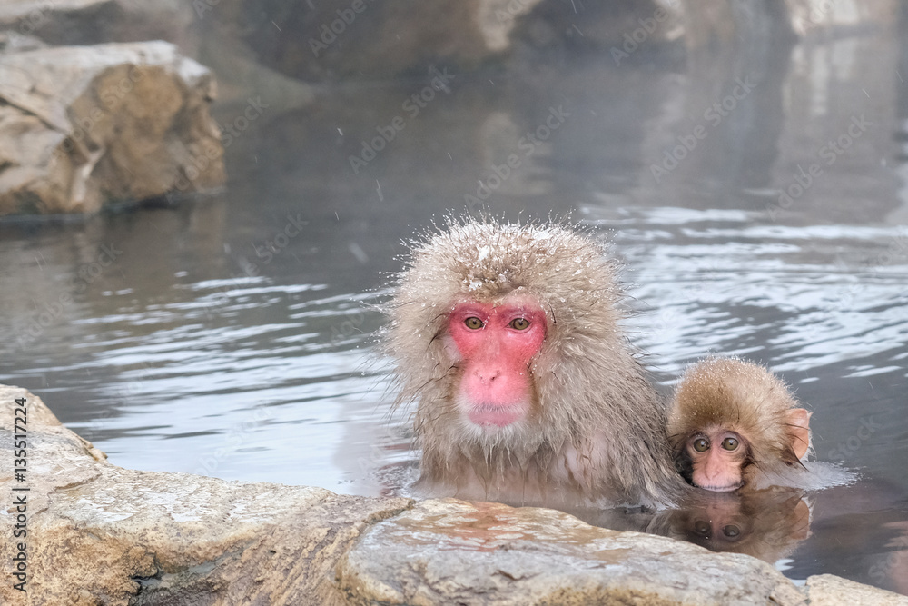 Japanese mother and baby snow monkeys in natural hot spring bath