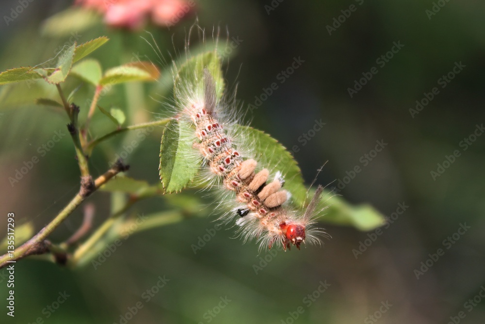 Fototapeta premium Caterpillar