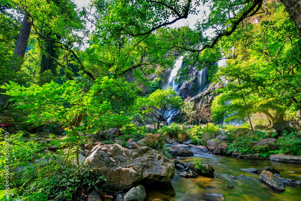 beautiful tropical rain forest and waterfall in deep forest