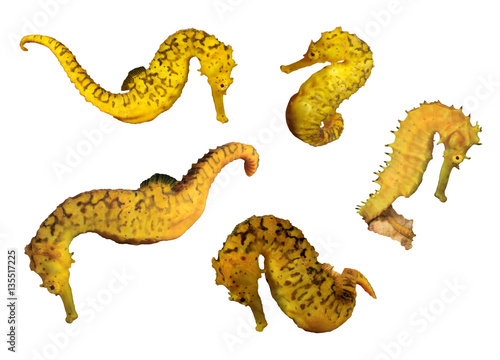 Seahorse isolated. Yellow Seahorses on white background. Thorny and Tigertail Sea Horses © Richard Carey